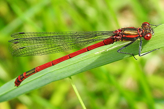 Pyrrhosoma nymphula